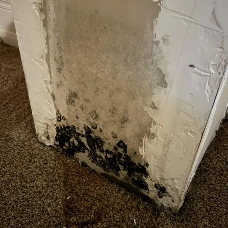 Professional Mold Removal in Giles County, VA